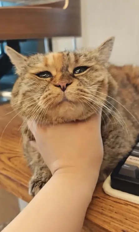 光噹 resting on a wooden desk with her eyes half closed while a hand scratches under her chin.