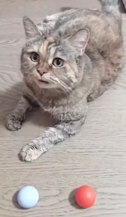 光噹 lying on a wooden floor with a pale blue ball and a coral ball placed in front of her outstretched paws.