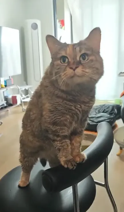 光噹 standing on the back of a black office chair and looking upward with both front paws braced.