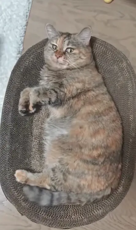 光噹 lying on her back in an oval cardboard scratcher bed with her front paws in the air.
